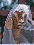 Click image for larger version

Name:	goat.jpg
Views:	244
Size:	16.3 KB
ID:	945063