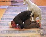 Click image for larger version

Name:	prey-goat.jpeg
Views:	210
Size:	36.1 KB
ID:	945064