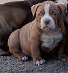 Click image for larger version

Name:	baby bully.jpg
Views:	152
Size:	65.0 KB
ID:	945750