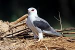 Click image for larger version

Name:	raptor_zpsc25c1e26.jpg
Views:	231
Size:	114.9 KB
ID:	945821