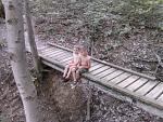 Click image for larger version

Name:	Boys on Bridge.jpg
Views:	280
Size:	360.1 KB
ID:	945966