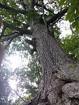 Click image for larger version

Name:	Tree God.jpg
Views:	251
Size:	113.2 KB
ID:	945982