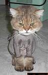Click image for larger version

Name:	cattrim2.jpg
Views:	340
Size:	32.9 KB
ID:	947667