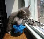 Click image for larger version

Name:	cat sniper.jpg
Views:	301
Size:	20.7 KB
ID:	947898
