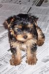 Click image for larger version

Name:	teddy1.jpg
Views:	287
Size:	140.9 KB
ID:	947909