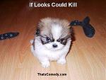 Click image for larger version

Name:	grumpy puppy.jpg
Views:	239
Size:	38.9 KB
ID:	948458
