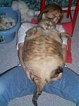 Click image for larger version

Name:	fatcat.jpg
Views:	928
Size:	26.6 KB
ID:	948479