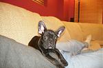 Click image for larger version

Name:	tyson.jpg
Views:	633
Size:	118.3 KB
ID:	948493