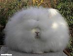 Click image for larger version

Name:	bunny.jpg
Views:	185
Size:	28.6 KB
ID:	948695