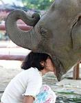 Click image for larger version

Name:	5551elephanthead.jpg
Views:	361
Size:	61.3 KB
ID:	948729