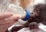 Click image for larger version

Name:	040526_sci_chimpanzee_hmed11a.h2.jpg
Views:	378
Size:	14.1 KB
ID:	948801
