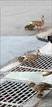 Click image for larger version

Name:	ducks_1.jpg
Views:	491
Size:	29.7 KB
ID:	949016