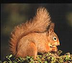 Click image for larger version

Name:	red-squirrel-side-view.jpg
Views:	377
Size:	13.5 KB
ID:	949033