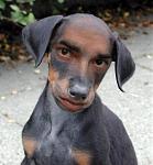 Click image for larger version

Name:	guydog2.jpg
Views:	335
Size:	30.0 KB
ID:	949118