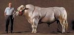 Click image for larger version

Name:	bull.jpg
Views:	362
Size:	55.3 KB
ID:	949121