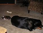 Click image for larger version

Name:	cayman and rowdy sleep.jpg
Views:	347
Size:	57.8 KB
ID:	949143