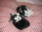 Click image for larger version

Name:	kitties1.jpg
Views:	280
Size:	208.1 KB
ID:	949166