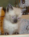 Click image for larger version

Name:	cutie.jpg
Views:	287
Size:	39.2 KB
ID:	949178