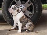 Click image for larger version

Name:	heiko_tire_small.jpg
Views:	404
Size:	14.6 KB
ID:	949212