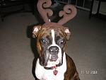 Click image for larger version

Name:	cayman reindeer1.jpg
Views:	359
Size:	259.4 KB
ID:	949233