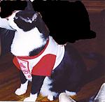 Click image for larger version

Name:	catshirt.jpg
Views:	321
Size:	36.1 KB
ID:	949307