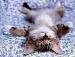 Click image for larger version

Name:	tiredkitten.jpg
Views:	377
Size:	24.5 KB
ID:	949316