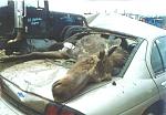Click image for larger version

Name:	moose1.jpg
Views:	315
Size:	30.6 KB
ID:	949327