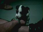 Click image for larger version

Name:	pup.jpg
Views:	313
Size:	28.9 KB
ID:	949353