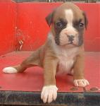 Click image for larger version

Name:	female # 4.jpg
Views:	390
Size:	72.2 KB
ID:	949368