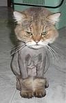 Click image for larger version

Name:	poorkitty.jpg
Views:	261
Size:	9.4 KB
ID:	949383