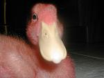 Click image for larger version

Name:	duckie.jpg
Views:	394
Size:	128.9 KB
ID:	949386