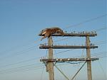 Click image for larger version

Name:	electricdeer1.jpg
Views:	264
Size:	37.5 KB
ID:	949505