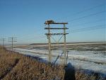Click image for larger version

Name:	electricdeer2.jpg
Views:	261
Size:	58.9 KB
ID:	949506