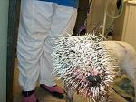 Click image for larger version

Name:	pitbullporcupine1.jpg
Views:	254
Size:	42.9 KB
ID:	949546