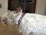 Click image for larger version

Name:	pitbullporcupine2.jpg
Views:	246
Size:	41.4 KB
ID:	949547