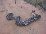 Click image for larger version

Name:	snake.jpg
Views:	391
Size:	182.8 KB
ID:	949619