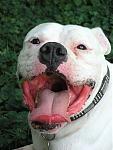 Click image for larger version

Name:	Am Bulldog 3.jpg
Views:	269
Size:	29.5 KB
ID:	949662