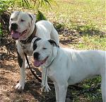 Click image for larger version

Name:	Am Bulldog.jpg
Views:	267
Size:	42.2 KB
ID:	949663