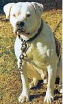 Click image for larger version

Name:	American_Bulldog.jpg
Views:	269
Size:	44.7 KB
ID:	949664