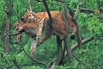 Click image for larger version

Name:	KittyCuddle.jpg
Views:	310
Size:	56.0 KB
ID:	949691