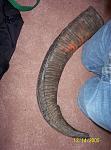 Click image for larger version

Name:	raw horn replaced.jpg
Views:	234
Size:	532.8 KB
ID:	949794