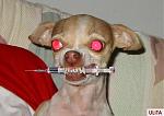 Click image for larger version

Name:	evildog.jpg
Views:	484
Size:	35.3 KB
ID:	949801