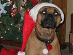 Click image for larger version

Name:	Trish Dog.jpg
Views:	299
Size:	60.2 KB
ID:	949810