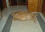 Click image for larger version

Name:	fat cat.jpg
Views:	319
Size:	113.5 KB
ID:	949865