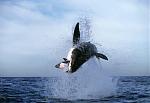 Click image for larger version

Name:	shark1.jpg
Views:	223
Size:	28.5 KB
ID:	950315