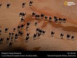 Click image for larger version

Name:	camels.jpg
Views:	305
Size:	78.3 KB
ID:	950348