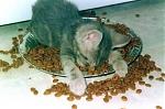 Click image for larger version

Name:	catvacationneeded.jpg
Views:	348
Size:	24.0 KB
ID:	950388