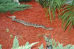 Click image for larger version

Name:	snake1.jpg
Views:	269
Size:	252.5 KB
ID:	950398