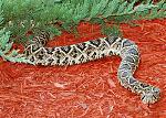 Click image for larger version

Name:	snake2.jpg
Views:	284
Size:	284.0 KB
ID:	950399