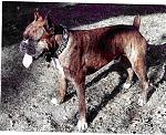 Click image for larger version

Name:	Harley.JPG
Views:	265
Size:	80.5 KB
ID:	950453
